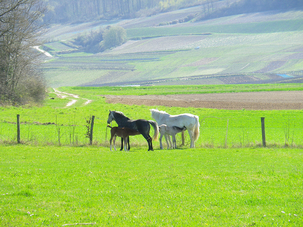 paddock pour chevaux près de Reims (51)